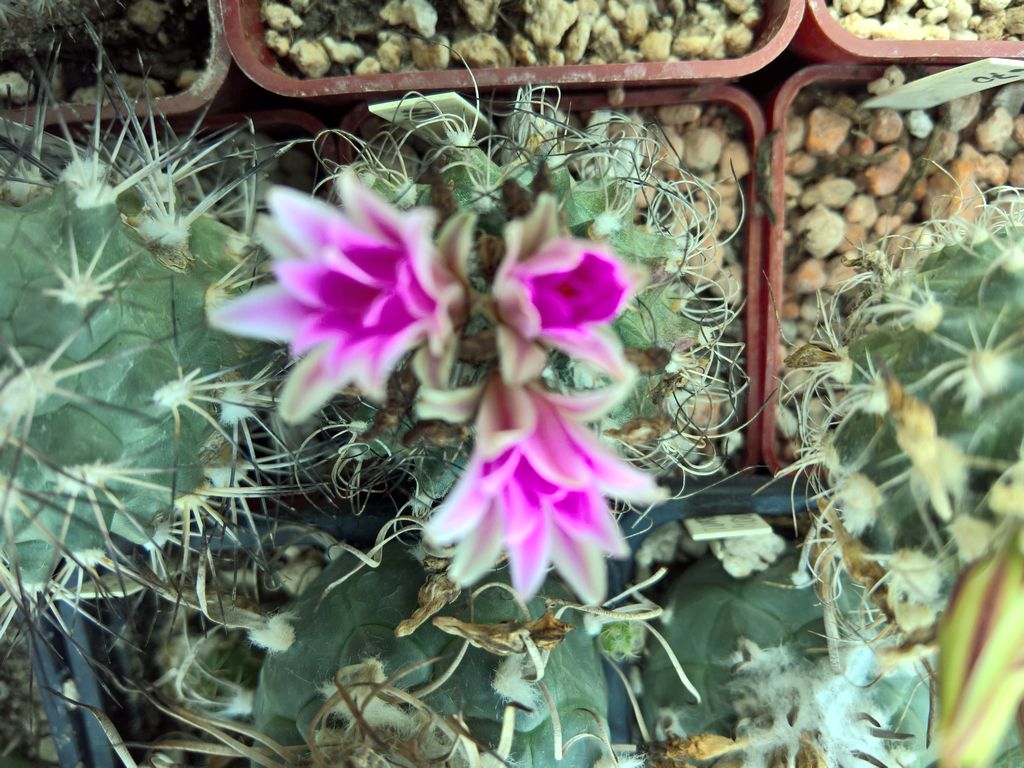 Turbinicarpus lausseri TCG 09021 Sierra del Doctor QRO